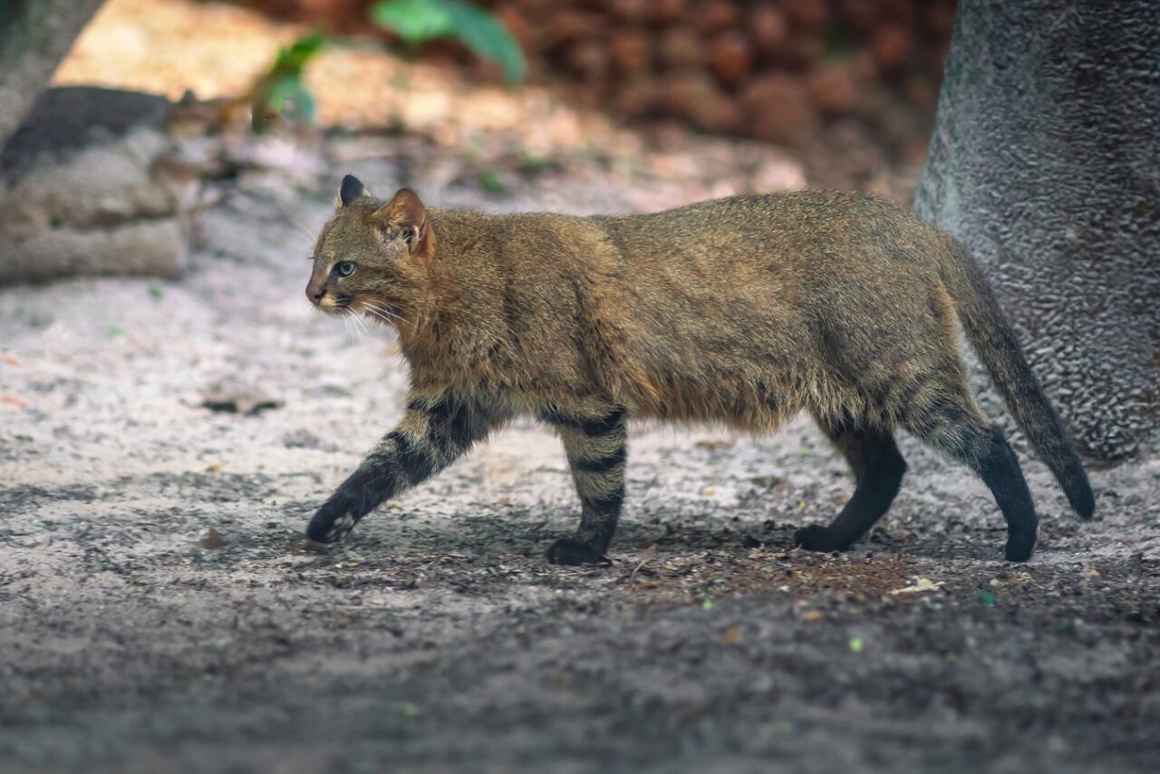 Pampas Cat (Leopardus colocolo) - South American feline