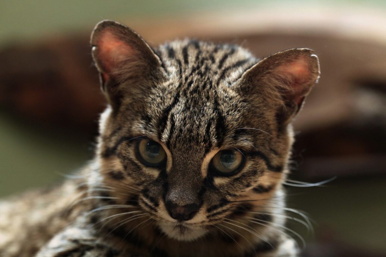 Geoffroy's cat (Leopardus geoffroyi).