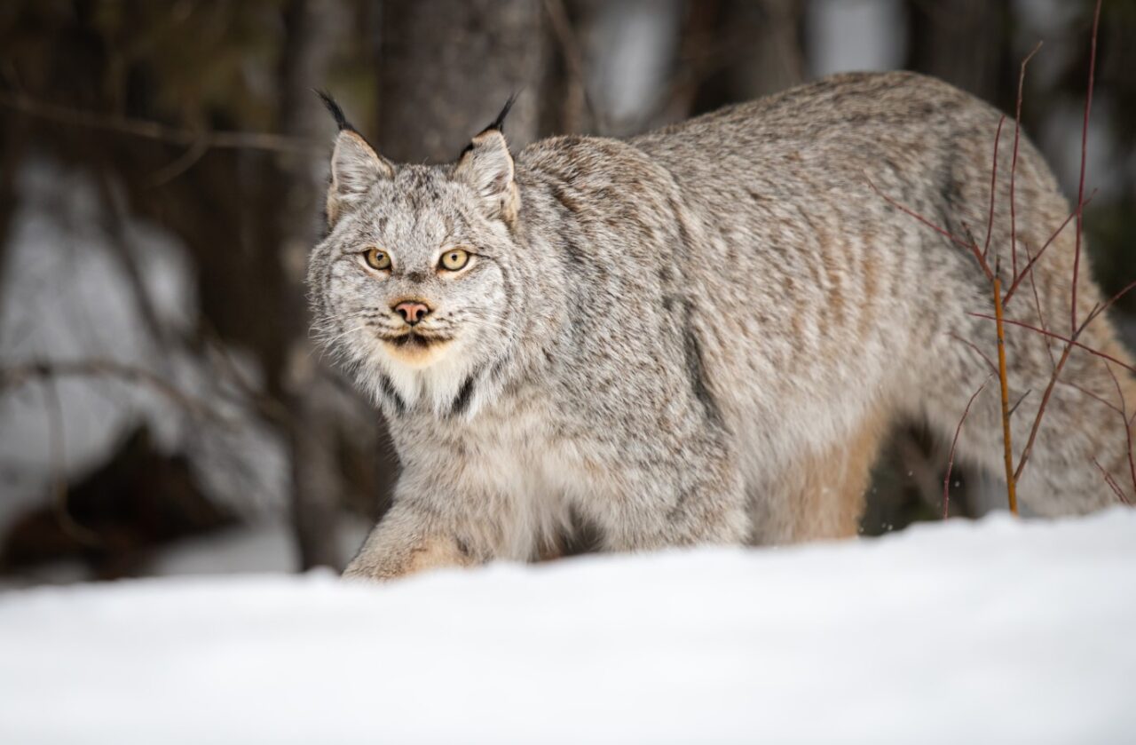 Canadian Lynx in the wild.