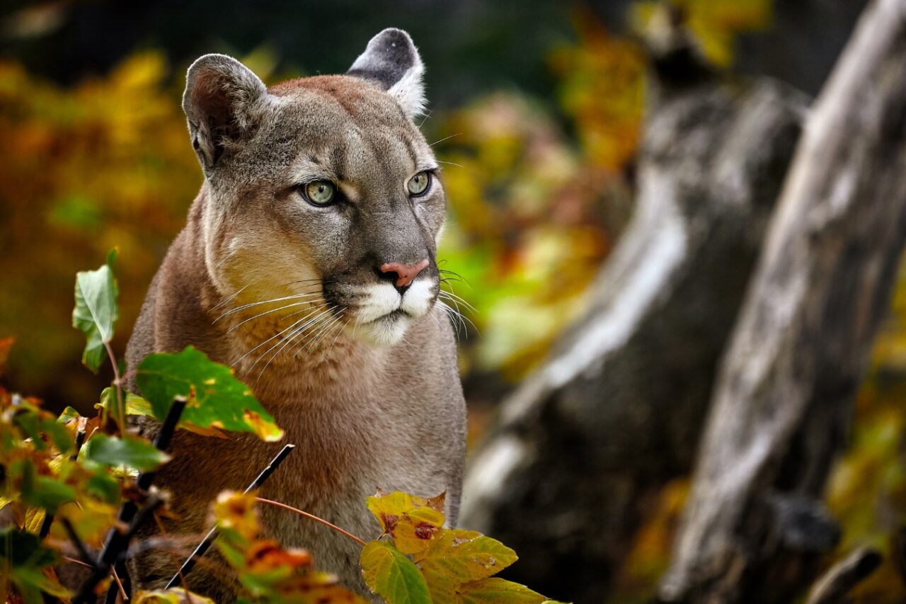 Puma in autumn forest. American cougar - mountain lion.