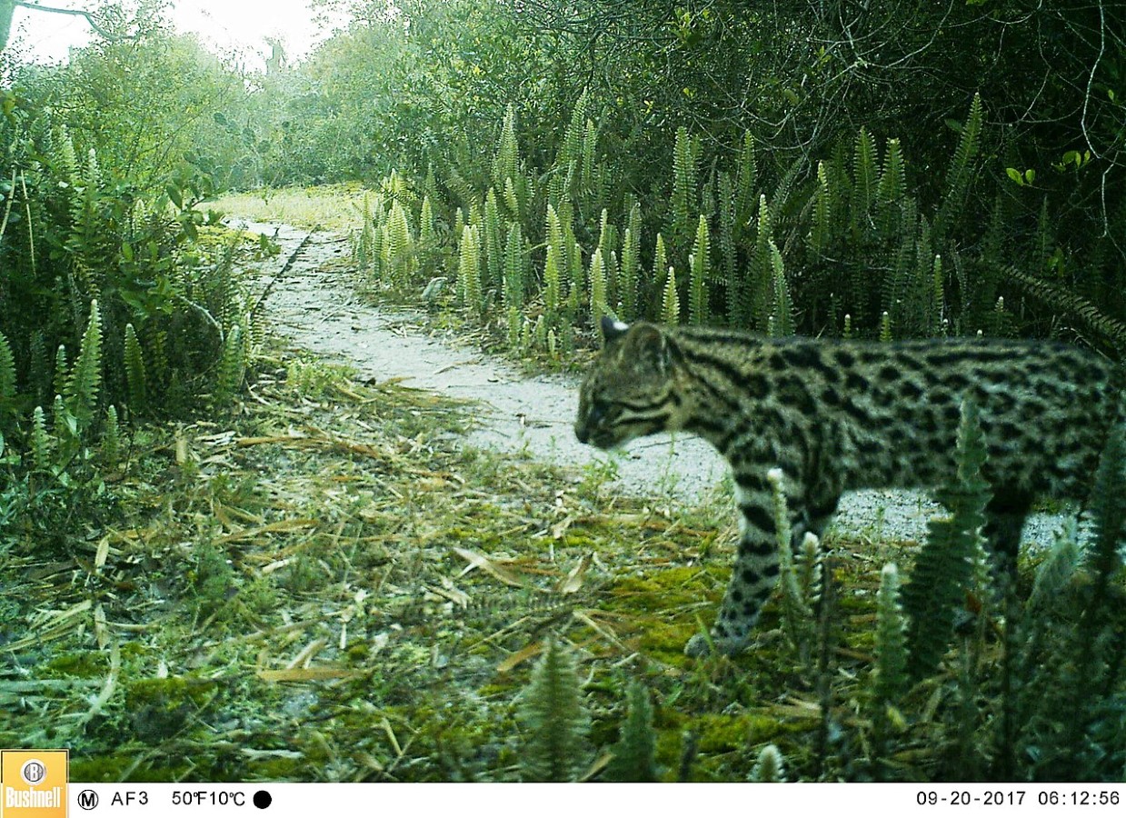 Leopardus guttulus in field.