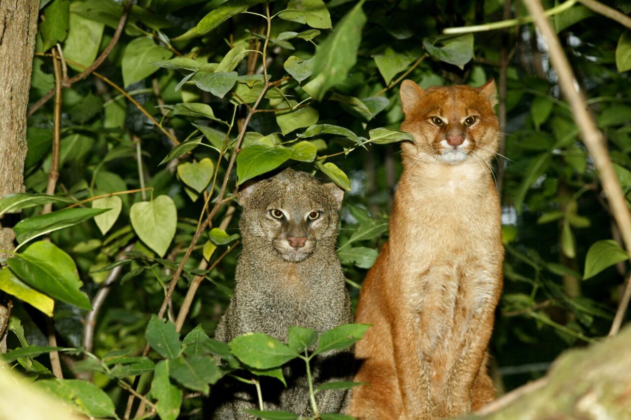 Jaguarundi standing on Branch.