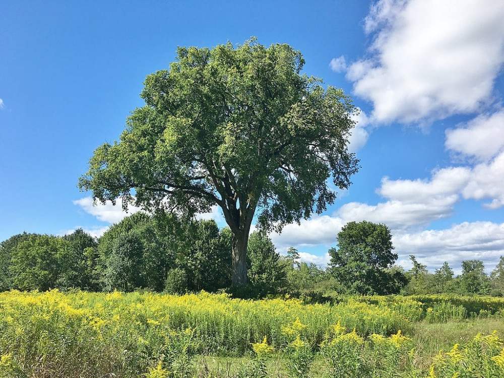 Elm Tree against a blue sky