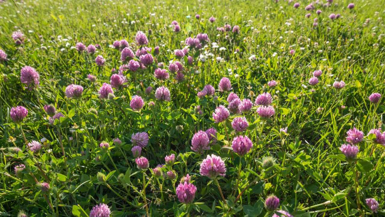 Pretty field of wild red clover flowers.