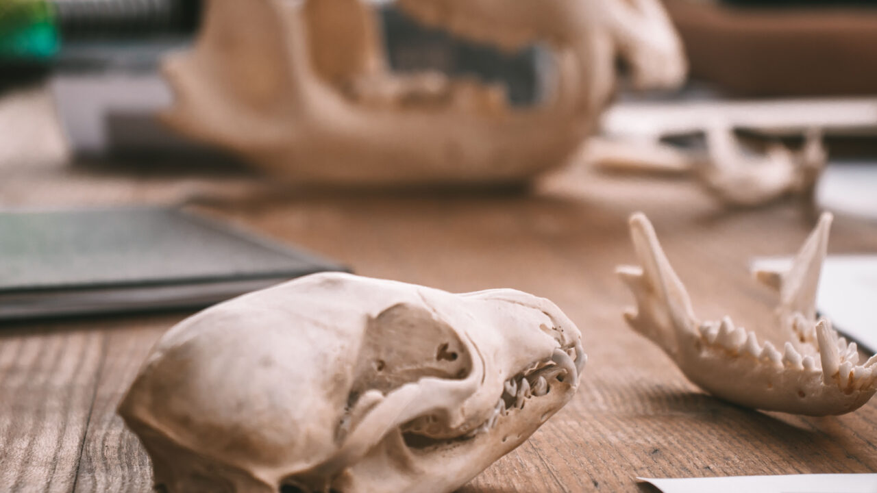 Skulls on a desk.