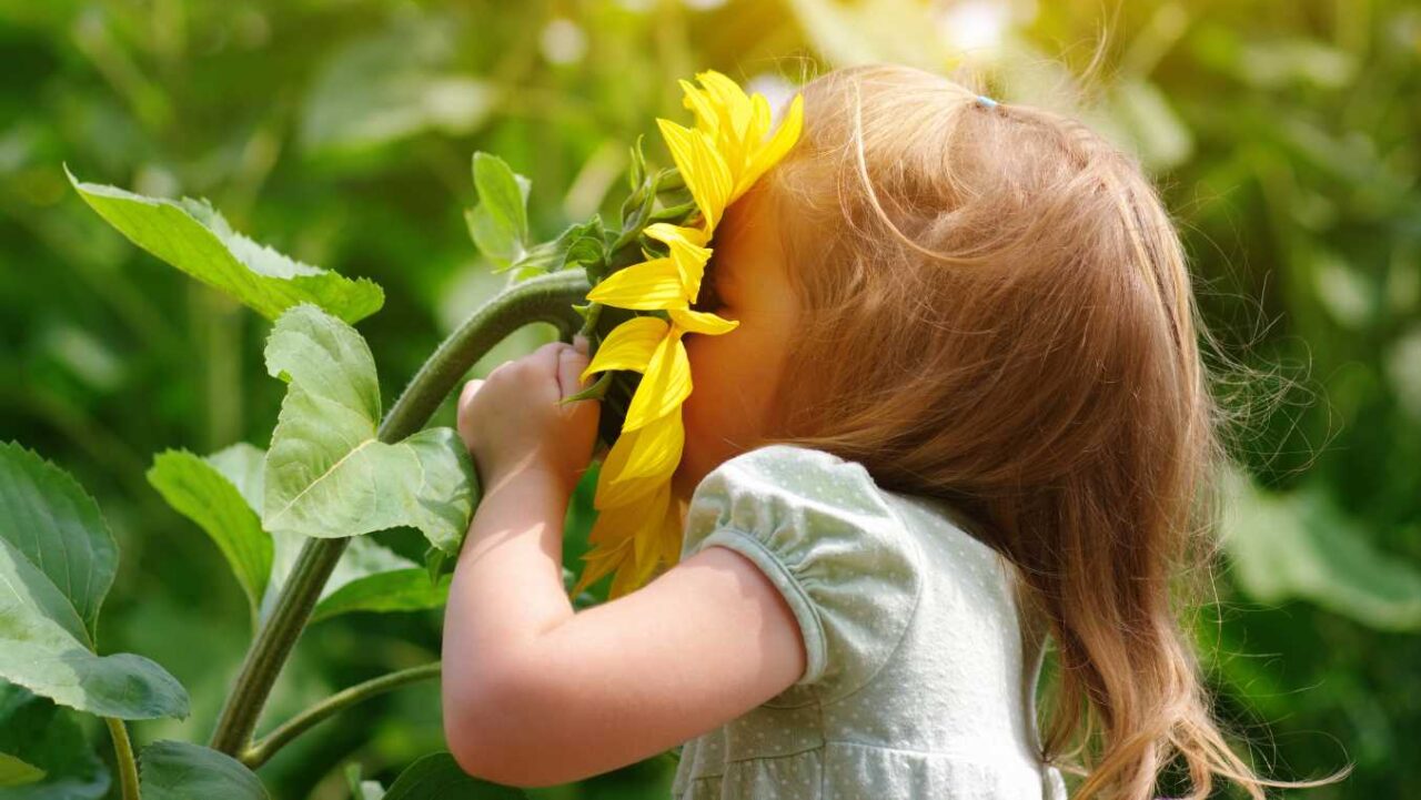 Happy little girl smelling a sunflower on the field.