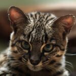 Get a Dose of Cuteness With 14 Lovely Cats Native to the Americas