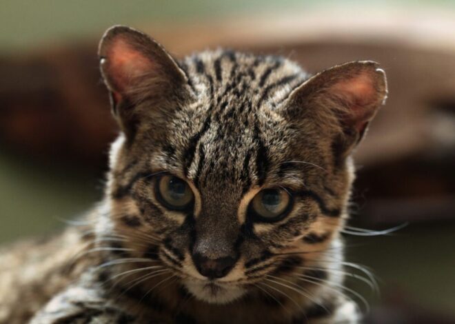 Get a Dose of Cuteness With 14 Lovely Cats Native to the Americas