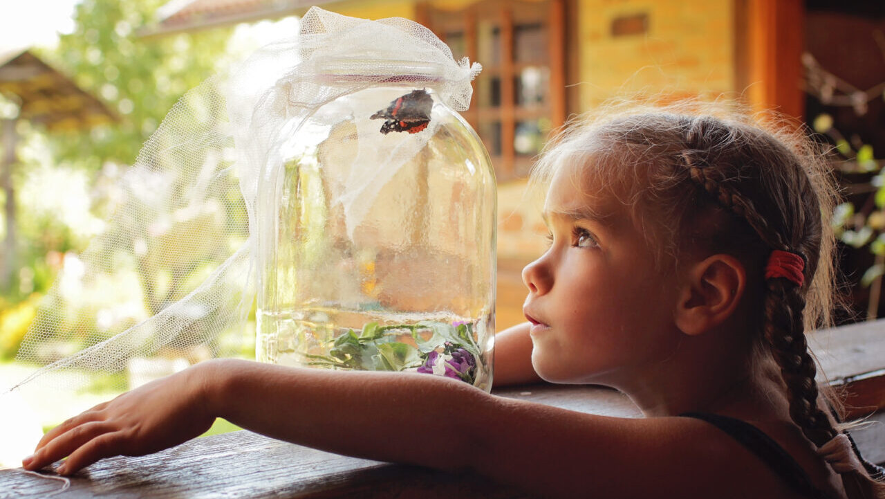 Find out how to Hold Bugs for Momentary Pets