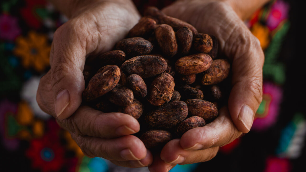 Close up of hands holding cacao beans.